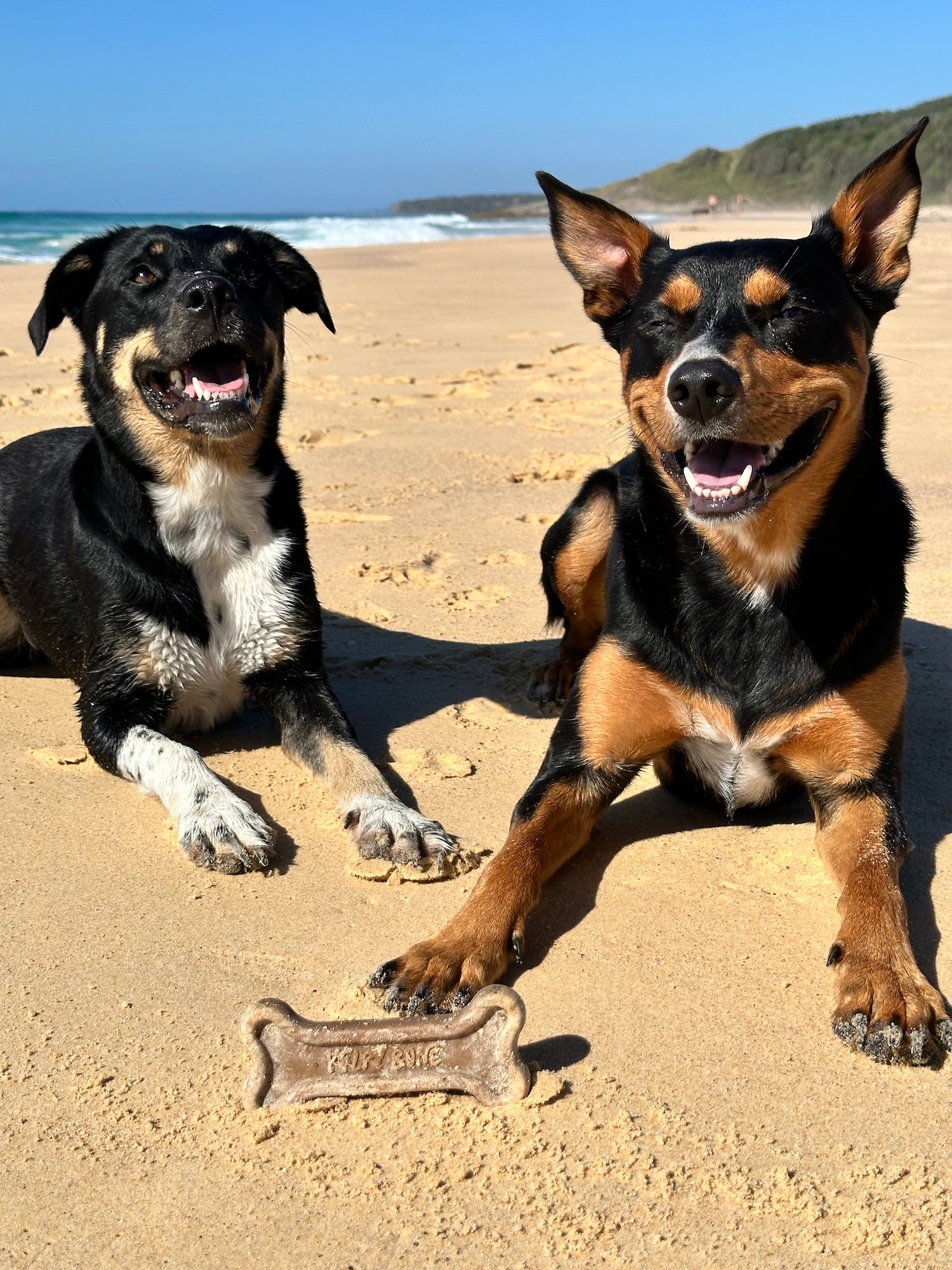 Two dogs sitting on a sandy beach with a bone-shaped object in front of them.