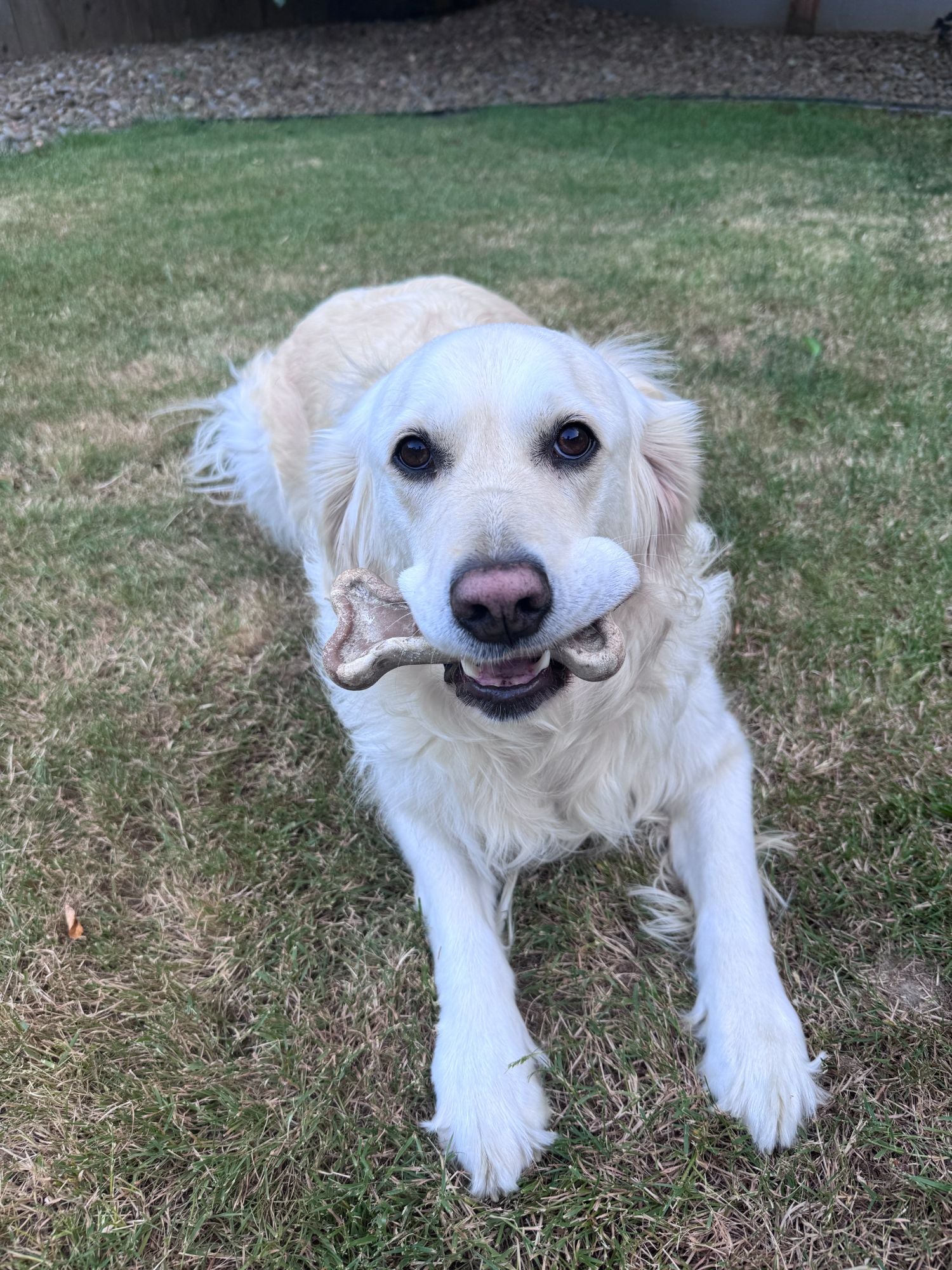The Kelpy Bone